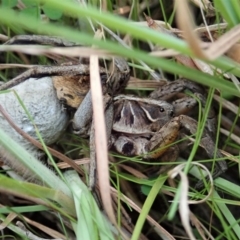 Tasmanicosa sp. (genus) (Unidentified Tasmanicosa wolf spider) at Mount Painter - 16 Apr 2021 by CathB