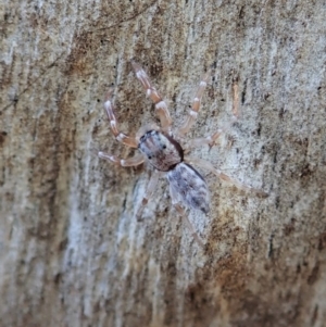 Arasia mollicoma at Holt, ACT - 16 Apr 2021 04:14 PM