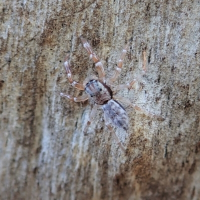 Arasia mollicoma (Flat-white Jumping Spider) at Aranda Bushland - 16 Apr 2021 by CathB