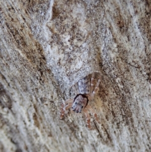 Arasia mollicoma at Holt, ACT - 16 Apr 2021 04:14 PM