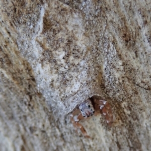 Arasia mollicoma at Holt, ACT - 16 Apr 2021