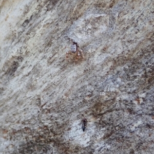 Arasia mollicoma at Holt, ACT - 16 Apr 2021