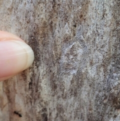 Arasia mollicoma at Holt, ACT - 16 Apr 2021