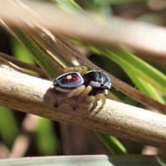 Maratus hesperus ("Venus" Peacock Spider) at Cook, ACT - 16 Apr 2021 by CathB