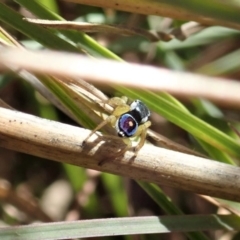 Maratus hesperus at Cook, ACT - 16 Apr 2021