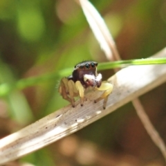 Maratus hesperus at Cook, ACT - 16 Apr 2021