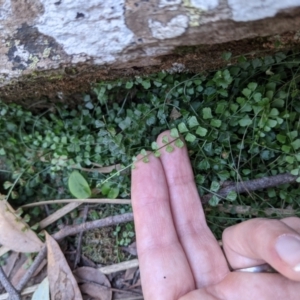 Asplenium flabellifolium at Currawang, NSW - 17 Apr 2021