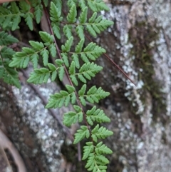 Cheilanthes austrotenuifolia (Rock Fern) at Currawang, NSW - 17 Apr 2021 by camcols