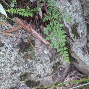 Cheilanthes austrotenuifolia at Currawang, NSW - 17 Apr 2021