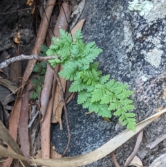 Cheilanthes austrotenuifolia at Currawang, NSW - 17 Apr 2021