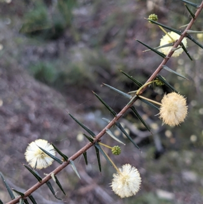 Acacia ulicifolia (Prickly Moses) at Currawang, NSW - 17 Apr 2021 by camcols