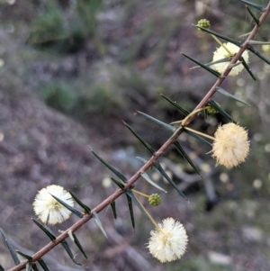 Acacia ulicifolia at Currawang, NSW - 17 Apr 2021