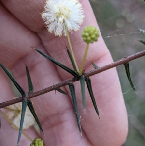 Acacia ulicifolia at Currawang, NSW - 17 Apr 2021