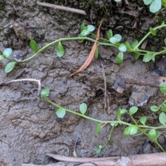 Isotoma fluviatilis subsp. australis (Swamp Isotome) at Currawang, NSW - 17 Apr 2021 by camcols