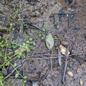 Isotoma fluviatilis subsp. australis at Currawang, NSW - 17 Apr 2021