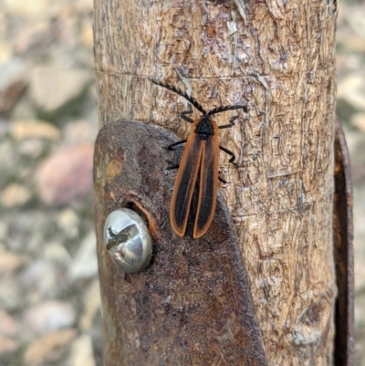 Trichalus sp. (genus) (Net-winged beetle) at Currawang, NSW - 17 Apr 2021 by camcols