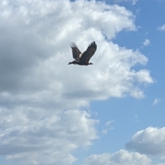 Aquila audax (Wedge-tailed Eagle) at Collector, NSW - 17 Apr 2021 by camcols