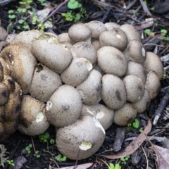 Lycoperdon perlatum at Acton, ACT - 14 Apr 2021