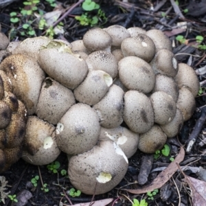 Lycoperdon perlatum at Acton, ACT - 14 Apr 2021