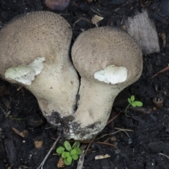 Lycoperdon perlatum at Acton, ACT - 14 Apr 2021 03:11 PM