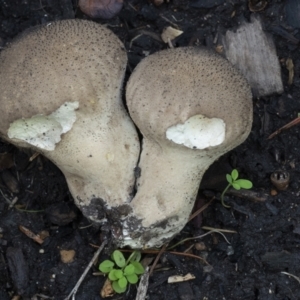 Lycoperdon perlatum at Acton, ACT - 14 Apr 2021 03:11 PM