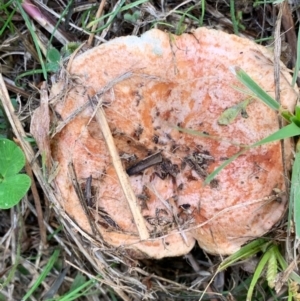 Lactarius deliciosus at Murrumbateman, NSW - 17 Apr 2021 10:15 AM