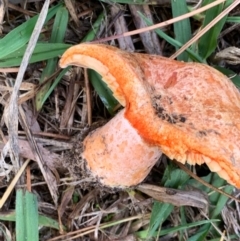 Lactarius deliciosus at Murrumbateman, NSW - 17 Apr 2021 10:15 AM