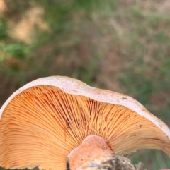 Lactarius deliciosus at Murrumbateman, NSW - 17 Apr 2021 10:15 AM