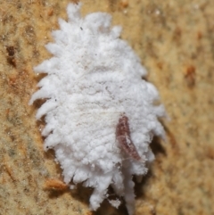 Cryptolaemus montrouzieri (Mealybug ladybird) at ANBG - 16 Apr 2021 by TimL