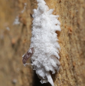 Cryptolaemus montrouzieri at Acton, ACT - 16 Apr 2021 01:03 PM