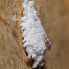 Cryptolaemus montrouzieri at Acton, ACT - 16 Apr 2021 01:03 PM