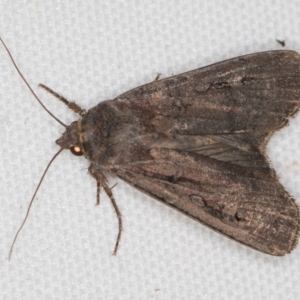 Agrotis infusa at Melba, ACT - 21 Feb 2021 02:00 PM