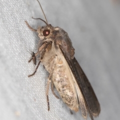 Agrotis infusa at Melba, ACT - 21 Feb 2021 02:00 PM