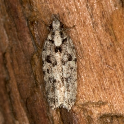 Ardozyga (genus) (Twirler moth, gelechiid moth) at Melba, ACT - 20 Feb 2021 by Bron