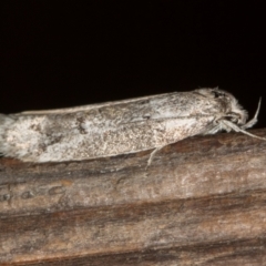 Palimmeces (genus) (a Philobota Group moth) at Melba, ACT - 20 Feb 2021 by Bron
