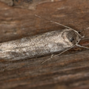 Palimmeces (genus) at Melba, ACT - 21 Feb 2021