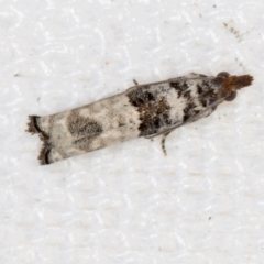 Crocidosema plebejana (Cotton Tipworm Moth) at Melba, ACT - 20 Feb 2021 by Bron