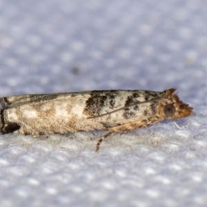 Spilonota constrictana at Melba, ACT - 21 Feb 2021