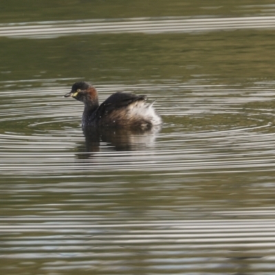 Tachybaptus novaehollandiae (Australasian Grebe) at Molonglo Valley, ACT - 17 Apr 2021 by AlisonMilton