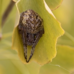 Araneinae (subfamily) (Orb weaver) at Molonglo Valley, ACT - 16 Apr 2021 by AlisonMilton