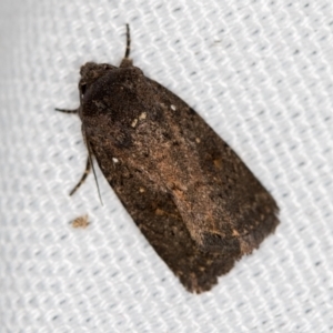 Proteuxoa provisional species 1 at Melba, ACT - 22 Feb 2021 01:47 PM