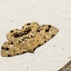 Sandava scitisignata (A noctuid moth) at Higgins, ACT - 5 Apr 2021 by AlisonMilton