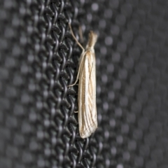 Hednota species near grammellus at Higgins, ACT - 21 Mar 2021 03:50 PM