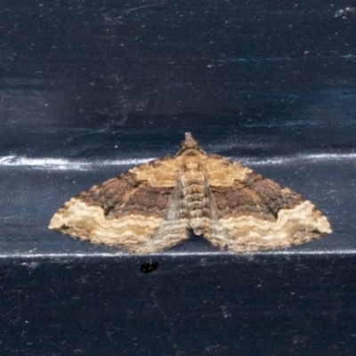 Epyaxa subidaria (Subidaria Moth) at Higgins, ACT - 17 Apr 2021 by AlisonMilton