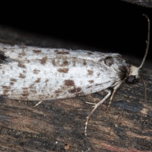 Lepidoscia (genus) ADULT at Melba, ACT - 22 Feb 2021 01:52 PM