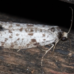 Lepidoscia (genus) ADULT (A Case moth) at Melba, ACT - 22 Feb 2021 by Bron