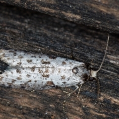 Lepidoscia (genus) ADULT at Melba, ACT - 22 Feb 2021