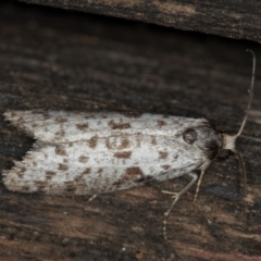 Lepidoscia (genus) ADULT at Melba, ACT - 22 Feb 2021