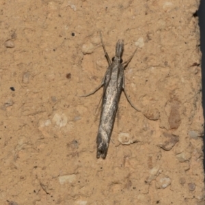 Tawhitia pentadactylus at Higgins, ACT - 23 Mar 2021