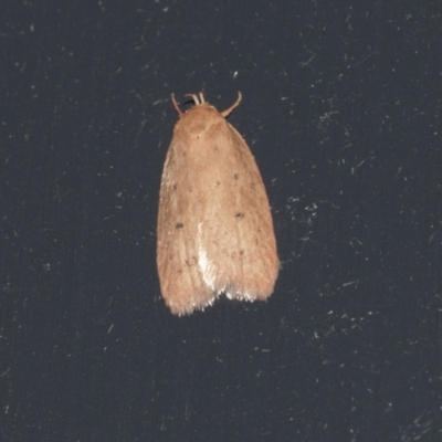 Garrha rubella (A Concealer moth) at Higgins, ACT - 22 Mar 2021 by AlisonMilton